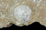 Ordovician Bryozoan (Pseudohornera) Plate - Estonia #98022-3